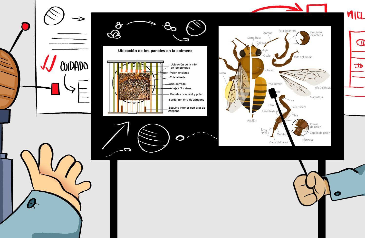 explicacion-abejas